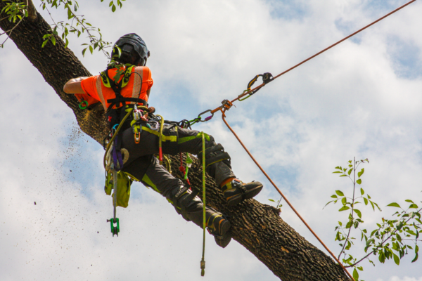 A man wearing a safety harness is actively working on a tree,